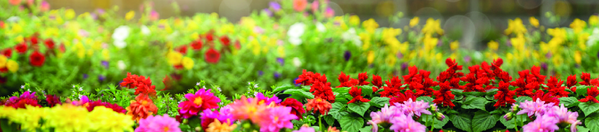 Florapont - kerti dí­sznövények piactere