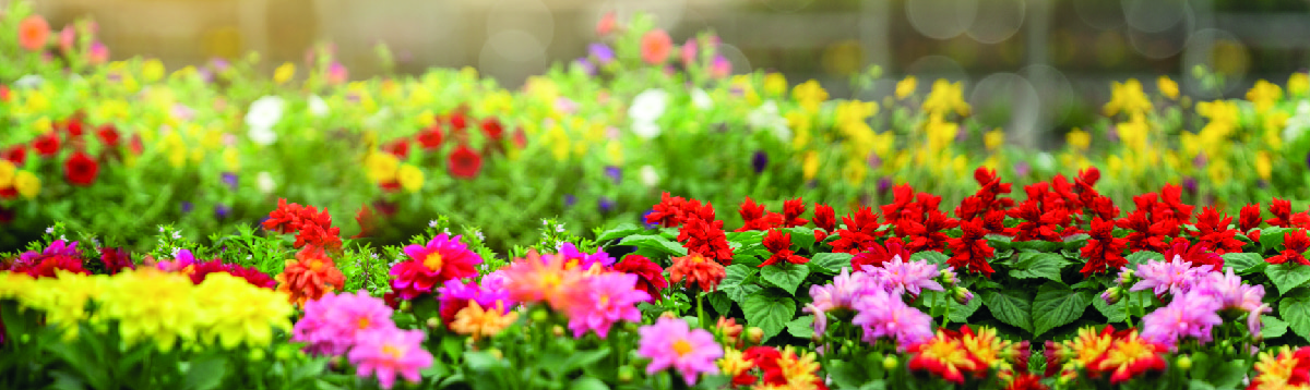 Florapont - kerti dísznövények piactere