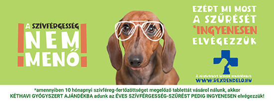 Ingyenes szívférgesség-szűrés a Rex Rendelőben