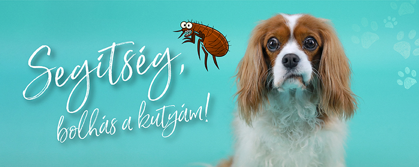 A legjobb családban is megesik - Segítség, bolhás a kutyám!